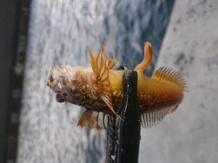 久々のアジング