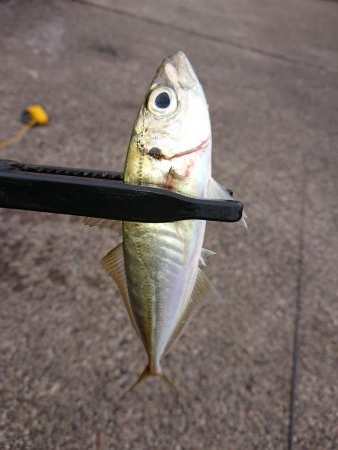 今日も入れ食い