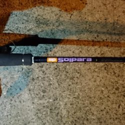 強風、南港タチウオ調査