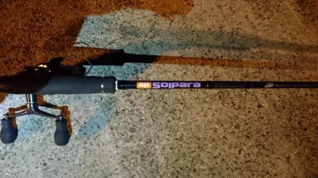 強風、南港タチウオ調査