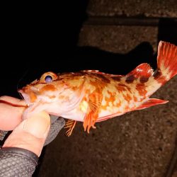 アジングからメバリング