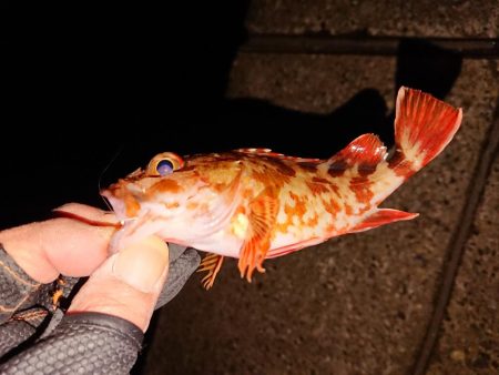 アジングからメバリング