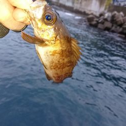 ヤリイカ初挑戦も撃沈