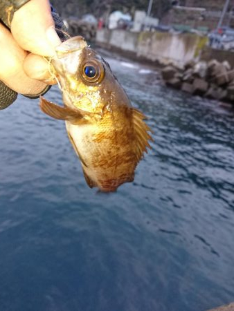 ヤリイカ初挑戦も撃沈