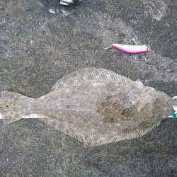 三重ヒラメ調査