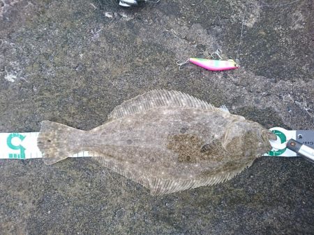 三重ヒラメ調査