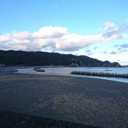 マゴチとアオリイカ