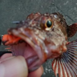 大晦日の朝練シーバス&ガシラ捕獲成功