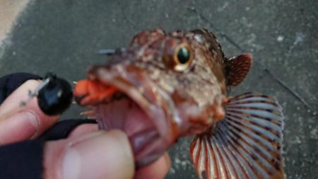 大晦日の朝練シーバス&ガシラ捕獲成功