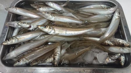 12月なのにキス爆釣