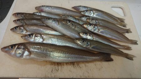 でかキスを求めて