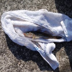 浦港でキス釣り