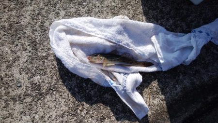 浦港でキス釣り