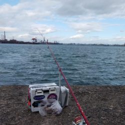 播磨新島で落ちギス釣り