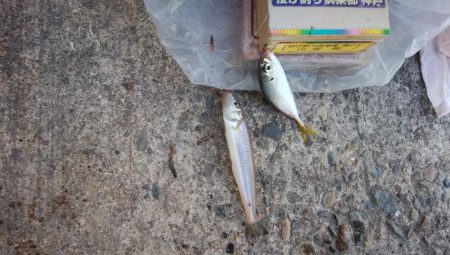 播磨新島へシーズンラスト釣行(・・?