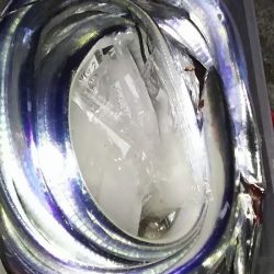 タチウオ釣ってきた！