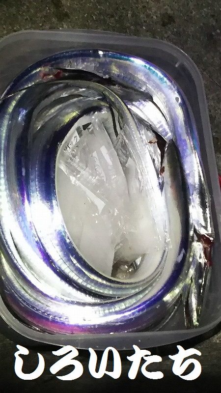 タチウオ釣ってきた！