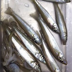 サバはもういない？投げ釣りだ！