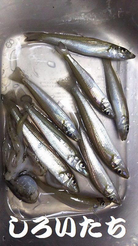 サバはもういない？投げ釣りだ！