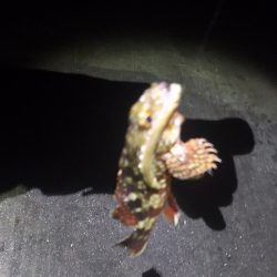 ガッシーが遊んでくれましたが、約２時間で終了。本命は別