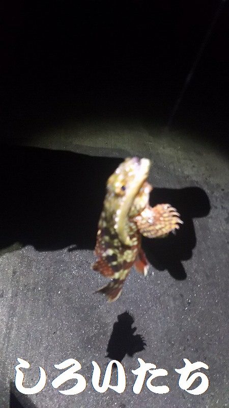 ガッシーが遊んでくれましたが、約２時間で終了。本命は別