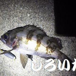 マイワシ、他、いろいろ釣れました！