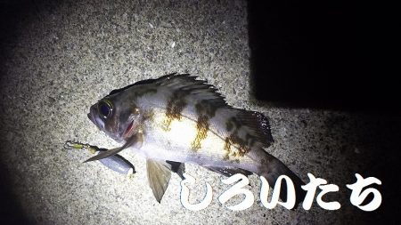 マイワシ、他、いろいろ釣れました！