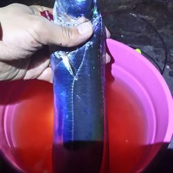 両親と今年最後？の釣り。