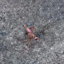 コウイカエギング