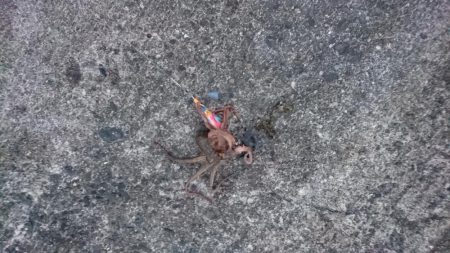 コウイカエギング