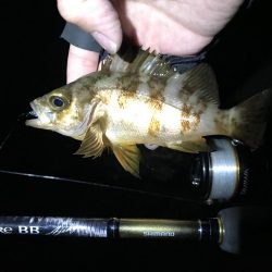 メバリング第2弾