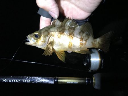 メバリング第2弾