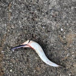 タケノコメバルとメバル