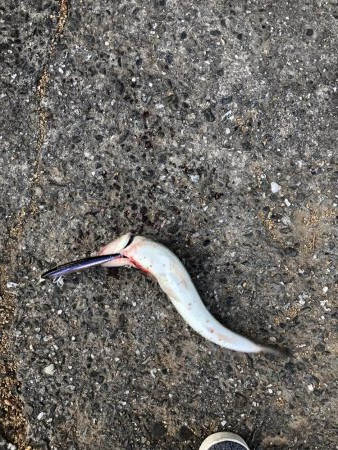 タケノコメバルとメバル