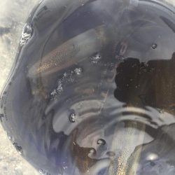 やっぱりデイヒイカ