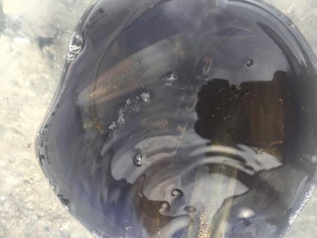 やっぱりデイヒイカ