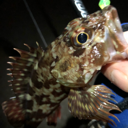 無限ガシラ継続