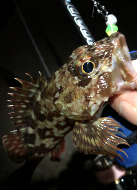 無限ガシラ継続