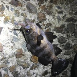 アジングリベンジ メバリング