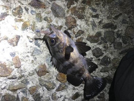 アジングリベンジ メバリング