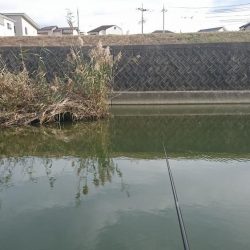 オイカワに混じって野ゴイ