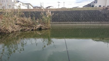 オイカワに混じって野ゴイ