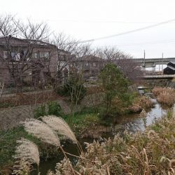 赤根川・オイカワ調査