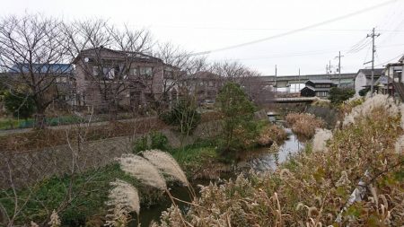 赤根川・オイカワ調査