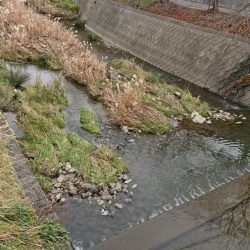 明石・赤根川小物釣り