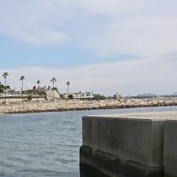 釣り納め・でかアイナメ