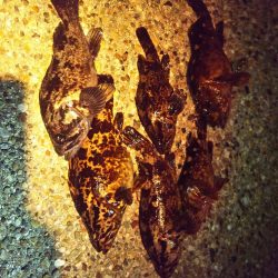 ゴムボートフィッシング