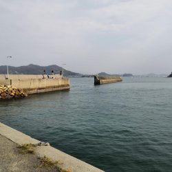 カレイ、メバル