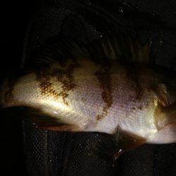 爆風メバリング