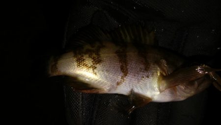 爆風メバリング